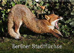 Kalender Berliner Stadtfüchse (Wandkalender 2022 DIN A3 quer) von Klaus Konieczka