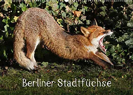 Kalender Berliner Stadtfüchse (Wandkalender 2022 DIN A2 quer) von Klaus Konieczka