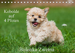 Kalender Kobolde auf 4 Pfoten - Bolonka Zwetna (Tischkalender 2022 DIN A5 quer) von Sigrid Starick