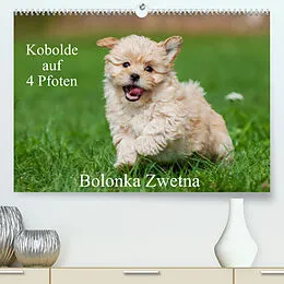 Kalender Kobolde auf 4 Pfoten - Bolonka Zwetna (Premium, hochwertiger DIN A2 Wandkalender 2022, Kunstdruck in Hochglanz) von Sigrid Starick