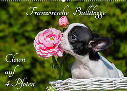 Kalender Französische Bulldogge - Clown auf 4 Pfoten (Wandkalender 2022 DIN A2 quer) von Sigrid Starick