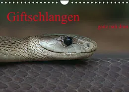 Kalender Giftschlangen, ganz nah dran (Wandkalender 2022 DIN A4 quer) von Sigrid Enkemeier