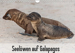 Kalender Seelöwen auf Galapagos (Wandkalender 2022 DIN A4 quer) von Sabine Reuke