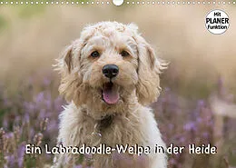 Kalender Ein Labradoodle-Welpe in der Heide (Wandkalender 2022 DIN A3 quer) von Sonja Teßen