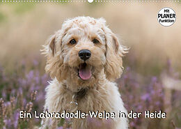Kalender Ein Labradoodle-Welpe in der Heide (Wandkalender 2022 DIN A2 quer) von Sonja Teßen