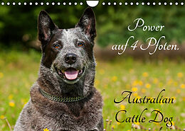 Kalender Power auf 4 Pfoten. Australian Cattle Dog (Wandkalender 2022 DIN A4 quer) von Sigrid Starick