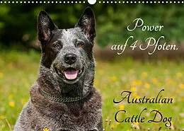 Kalender Power auf 4 Pfoten. Australian Cattle Dog (Wandkalender 2022 DIN A3 quer) von Sigrid Starick