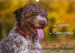Kalender Lagotto Romagnolo - Italienischer Trüffelhund (Wandkalender 2022 DIN A3 quer) von Sigrid Starick