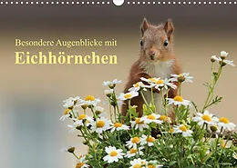 Kalender Besondere Augenblicke mit Eichhörnchen (Wandkalender 2022 DIN A3 quer) von Tine Meier