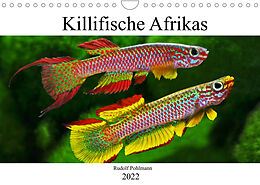 Kalender Killifische Afrikas (Wandkalender 2022 DIN A4 quer) von Rudolf Pohlmann