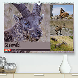 Kalender Steinwild am PilatusCH-Version (Premium, hochwertiger DIN A2 Wandkalender 2022, Kunstdruck in Hochglanz) von Norbert W. Saul
