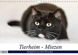Kalender Tierheim - Miezen (Wandkalender 2022 DIN A4 quer) von Doris Metternich
