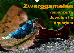 Kalender Zwerggarnelen - gepanzerte Juwelen im Aquarium (Wandkalender 2022 DIN A3 quer) von Florian Franzmann