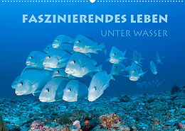 Kalender Faszinierendes Leben unter Wasser (Wandkalender 2022 DIN A2 quer) von Stephan Peyer