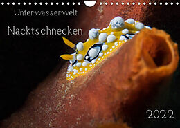 Kalender Unterwasserwelt Nacktschnecken (Wandkalender 2022 DIN A4 quer) von Dorothea Oldani