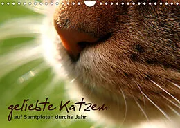 Kalender geliebte Katzen - auf Samtpfoten durchs Jahr (Wandkalender 2022 DIN A4 quer) von Isabel Schöne