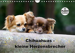 Kalender Chihuahuas - kleine Herzensbrecher (Wandkalender 2022 DIN A4 quer) von Verena Scholze