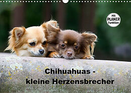 Kalender Chihuahuas - kleine Herzensbrecher (Wandkalender 2022 DIN A3 quer) von Verena Scholze