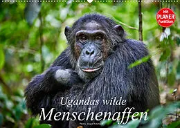 Kalender Ugandas wilde Menschenaffen (Wandkalender 2022 DIN A2 quer) von Jürgen Ritterbach