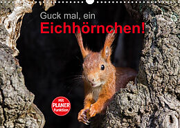 Kalender Guck mal, ein Eichhörnchen! (Wandkalender 2022 DIN A3 quer) von Margret Brackhan