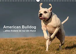 Kalender American Bulldog - alles Andere ist nur ein Hund (Wandkalender 2022 DIN A3 quer) von Denise Schmöhl