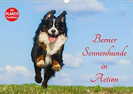 Kalender Berner Sennenhunde in Action (Wandkalender 2022 DIN A3 quer) von Sigrid Starick