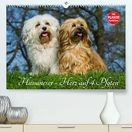 Kalender Havaneser - Herz auf 4 Pfoten (Premium, hochwertiger DIN A2 Wandkalender 2022, Kunstdruck in Hochglanz) von Sigrid Starick