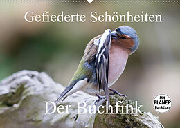 Kalender Gefiederte Schönheiten - Der Buchfink (Wandkalender 2022 DIN A2 quer) von Rolf Pötsch