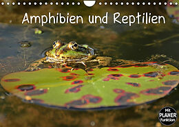Kalender Amphibien und Reptilien (Wandkalender 2022 DIN A4 quer) von Christine Schmutzler-Schaub