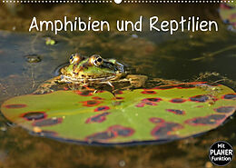 Kalender Amphibien und Reptilien (Wandkalender 2022 DIN A2 quer) von Christine Schmutzler-Schaub
