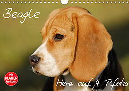 Kalender Beagle - Herz auf 4 Pfoten (Wandkalender 2022 DIN A4 quer) von Sigrid Starick