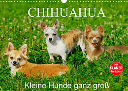 Kalender Chihuahua - Kleine Hunde ganz groß (Wandkalender 2022 DIN A3 quer) von Sigrid Starick
