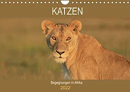 Kalender Katzen - Begegnungen in Afrika (Wandkalender 2022 DIN A4 quer) von Michael Herzog