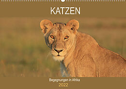 Kalender Katzen - Begegnungen in Afrika (Wandkalender 2022 DIN A2 quer) von Michael Herzog