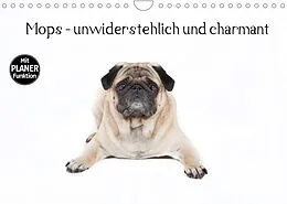 Kalender Mops - unwiderstehlich und charmant (Wandkalender 2022 DIN A4 quer) von Fotodesign Verena Scholze