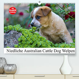 Kalender Niedliche Australian Cattle Dog Welpen (Premium, hochwertiger DIN A2 Wandkalender 2022, Kunstdruck in Hochglanz) von Fotodesign Verena Scholze