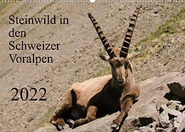 Kalender Steinwild in den Schweizer Voralpen (Wandkalender 2022 DIN A2 quer) von Norbert W. Saul