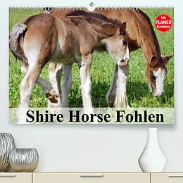 Kalender Shire Horse Fohlen (Premium, hochwertiger DIN A2 Wandkalender 2022, Kunstdruck in Hochglanz) von Elisabeth Stanzer