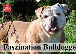 Kalender Faszination Bulldogge (Wandkalender 2022 DIN A3 quer) von Elisabeth Stanzer