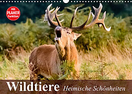 Kalender Wildtiere. Heimische Schönheiten (Wandkalender 2022 DIN A3 quer) von Elisabeth Stanzer
