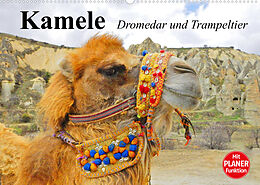 Kalender Kamele. Dromedar und Trampeltier (Wandkalender 2022 DIN A2 quer) von Elisabeth Stanzer