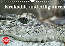 Kalender Krokodile und Alligatoren (Wandkalender 2022 DIN A4 quer) von Elisabeth Stanzer