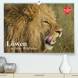 Kalender Löwen in freier Wildbahn (Premium, hochwertiger DIN A2 Wandkalender 2022, Kunstdruck in Hochglanz) von Elisabeth Stanzer