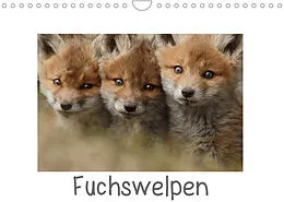 Kalender Fuchswelpen (Wandkalender 2022 DIN A4 quer) von Gabi Marklein