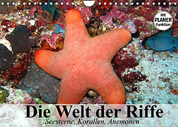 Kalender Die Welt der Riffe. Seesterne, Korallen, Anemonen (Wandkalender 2022 DIN A4 quer) von Elisabeth Stanzer