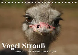 Kalender Vogel Strauß. Imposanter Riese und Läufer (Tischkalender 2022 DIN A5 quer) von Elisabeth Stanzer