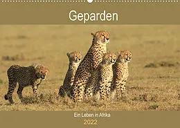 Kalender Geparden - Ein Leben in Afrika (Wandkalender 2022 DIN A2 quer) von Michael Herzog