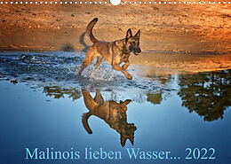 Kalender Malinois lieben Wasser (Wandkalender 2022 DIN A3 quer) von Susanne Schwarzer