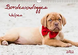 Kalender Bordeauxdoggen Welpen (Wandkalender 2022 DIN A4 quer) von Nicola Kassat Fotografie
