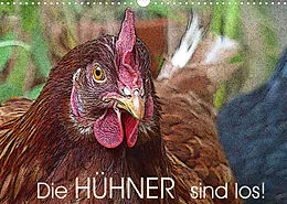 Kalender Die Hühner sind los! (Wandkalender 2022 DIN A3 quer) von Lucy M. Laube